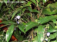 Dichorisandra pendula, Weeping Blue Ginger, Blue Pendant

Click to see full-size image
