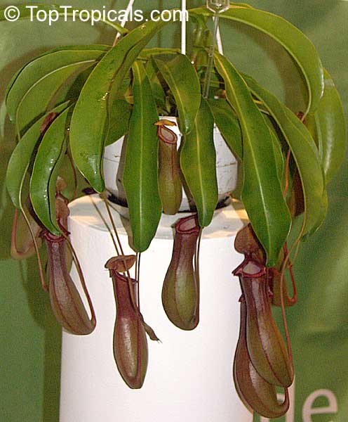 Nepenthes alata, Nepenthes graciliflora, Winged Nepenthes, Pitcher Plant