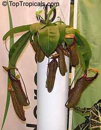 Nepenthes 'Miranda', Nepenthes 'Miranda'

Click to see full-size image