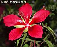 Hibiscus coccineus, Scarlet Hibiscus, Scarlet Rose Mallow, Swamp Hibiscus

Click to see full-size image