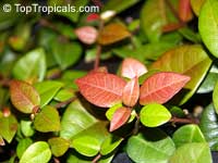 Trachelospermum asiaticum &apos;Minima&apos;, Dwarf Confederate Jasmine, Minimound