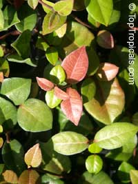 Trachelospermum asiaticum 'Minima', Dwarf Confederate Jasmine, Minimound

Click to see full-size image