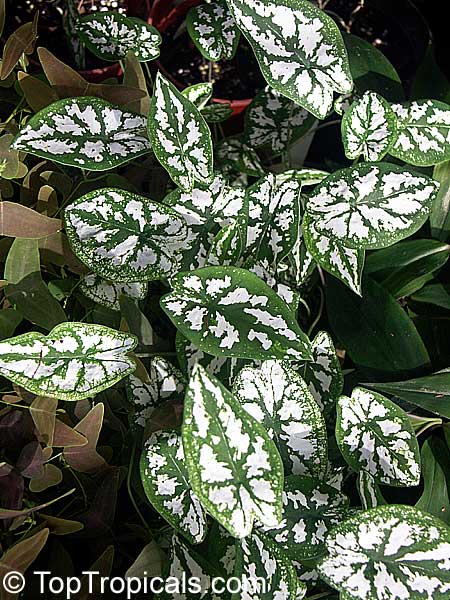Caladium bicolor, Caladium, Fancy Leaved Caladium. Mini White - Caladium humboldtii