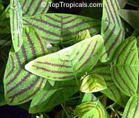 Christia obcordata, Christia subcordata, Lourea obcordata, Butterfly Stripe Plant, Swallowtail, Iron Butterfly, Cordata

Click to see full-size image