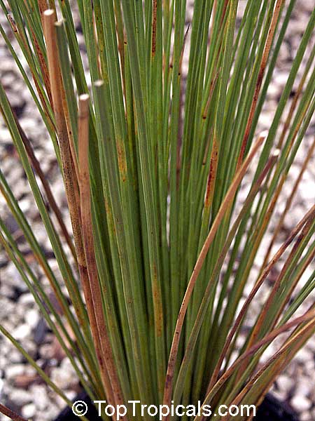 Dasylirion sp., Desert Spoon. Dasylirion longissima