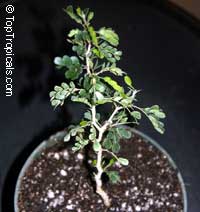 Ebenopsis ebano, Pithecellobium ebano, Texas Ebony, Ebony Blackbead, Apples Earring

Click to see full-size image