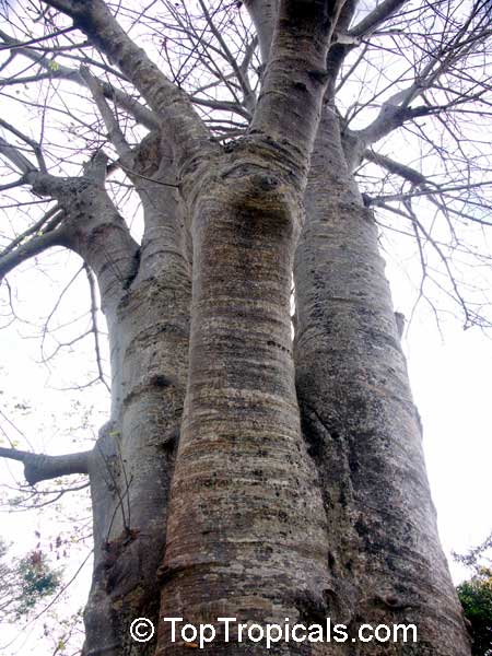 Adansonia digitata, Baobab, Cream of Tartar tree, Monkey-bread tree, Lemonade tree, Upside-down Tree