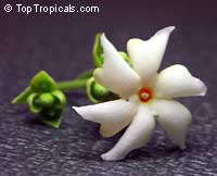 Nyctanthes arbor-tristis (Ночной жасмин) - растение