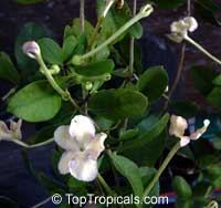 Brunfelsia isola, Hybrid Brunfelsia, Purple Lady of the Night

Click to see full-size image