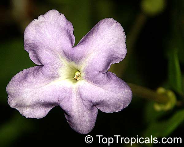 Brunfelsia isola, Hybrid Brunfelsia, Purple Lady of the Night
