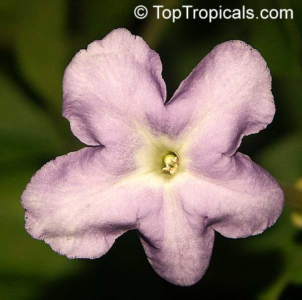 Brunfelsia isola, Hybrid Brunfelsia, Purple Lady of the Night