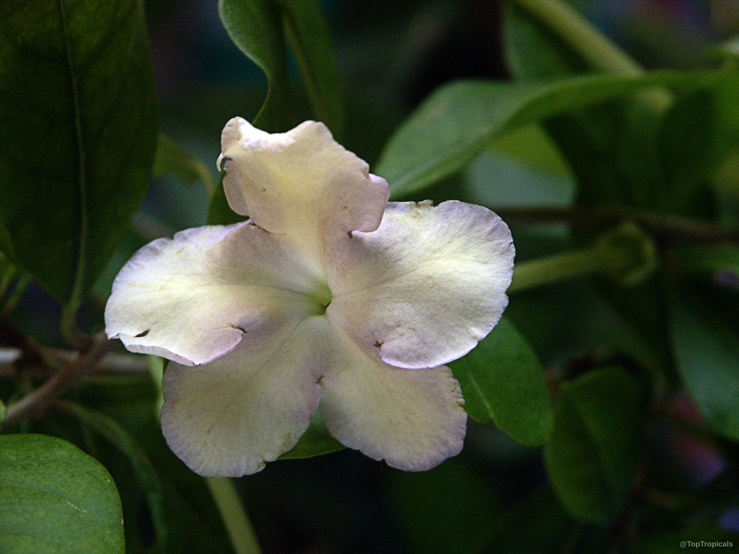 Brunfelsia sp. 'Isola' flower with soft purple edges and centered light throat. Brunfelsia sp. 'Isola' pale purple flower close up with soft rounded petals
