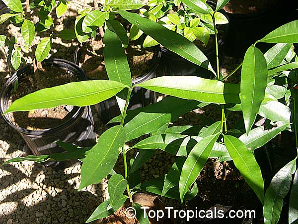 Rheedia brasiliensis, Rheedia laterifolia, Garcinia laterifolia, Bakupari, Camboriu
