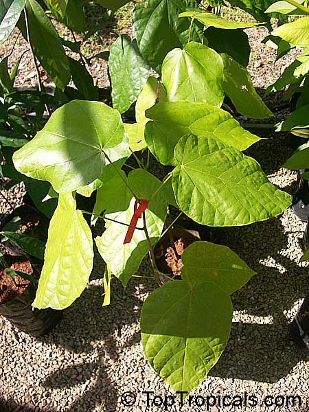 Theobroma bicolor, White cacao, Macambo, Motelo