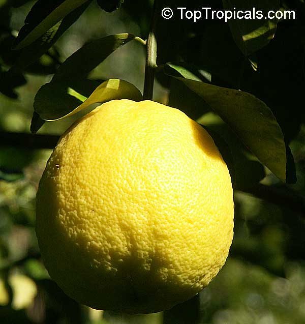 Citrus limon Ponderosa, Giant Lemon, Ponderosa Lemon, Wonder Lemon
