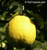 Citrus limon Ponderosa, Giant Lemon, Ponderosa Lemon, Wonder Lemon

Click to see full-size image