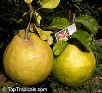 Citrus limon Ponderosa, Giant Lemon, Ponderosa Lemon, Wonder Lemon

Click to see full-size image