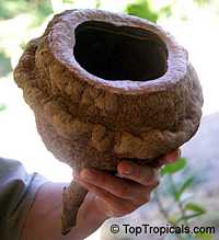 Lecythis zabucajo , Monkey Pot, Sapucaia, Sapukaina, Sapucai Nut, Paradise Nut

Click to see full-size image