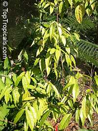 Eugenia victoriana, Sundrop, Guayabilla

Click to see full-size image