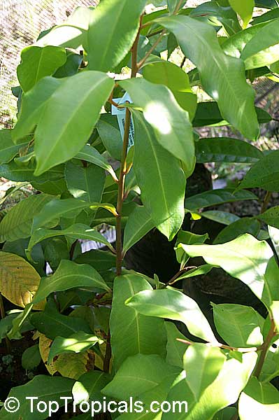 Stylogyne longifolia, Gondo