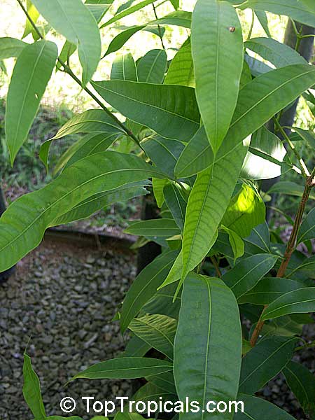 Bouea burmanica, Bouea macrophylla, Marian plum, Maprang, Ma-praang, Gandaria