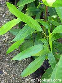 Bouea burmanica, Bouea macrophylla, Marian plum, Maprang, Ma-praang, Gandaria

Click to see full-size image