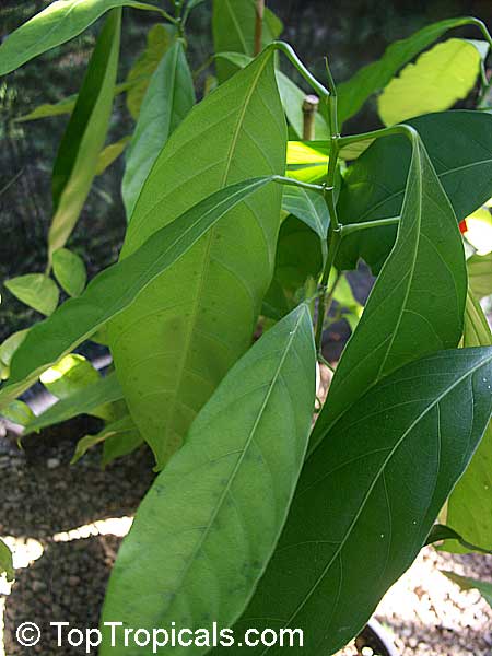 Caryodendron orinocense, Orinoco nut, Cacay, Barinas nut