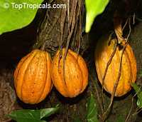 Chocolate tree, Theobroma cacao