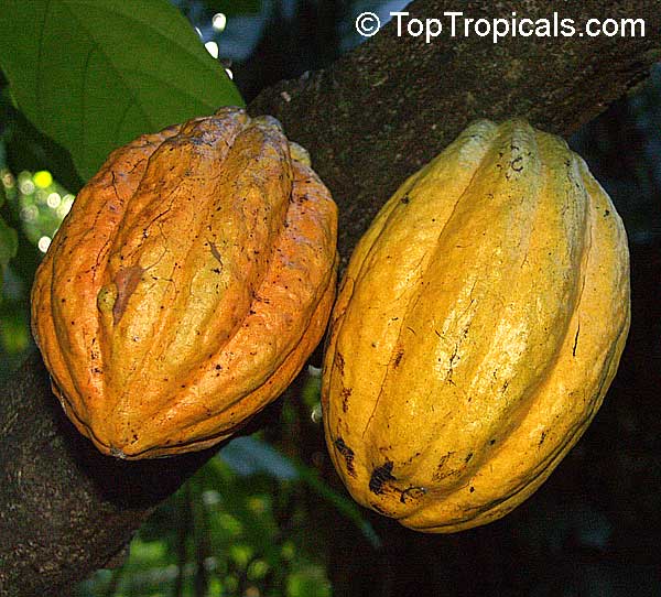 Theobroma cacao, Chocolate Tree, Cacao, Cocoa Tree