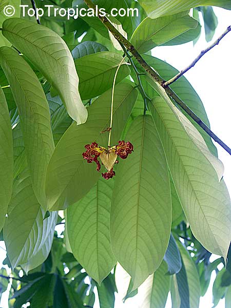 Monodora myristica, Calabash Nutmeg, Jamaica Nutmeg