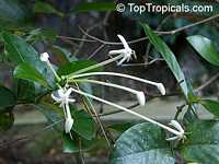 Posoqueria longiflora, Posoqueria trinitatis, Jazmin de Embarcadero, Needle Flower Tree

Click to see full-size image