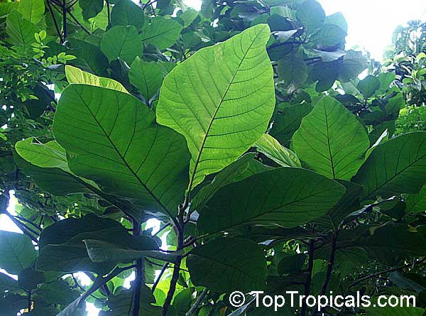 Artocarpus odoratissimus, Marang, Tarap, Green Terap. Artocarpus odoratissmus Marang