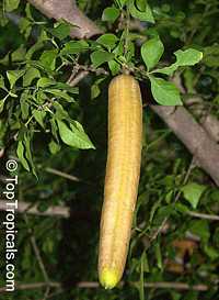 Parmentiera edulis (парментьера съедобная) - растение