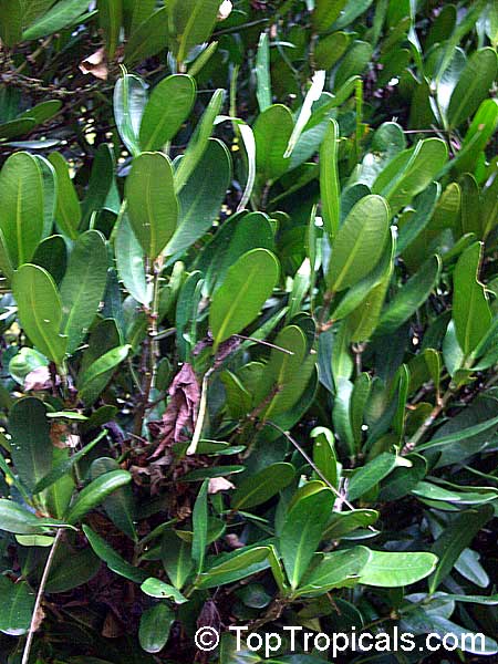 Garcinia spicata, Garcinia