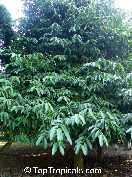 Garcinia megaphylla, Garcinia macrophylla, Rheedia macrophylla, Garcinia magnifolia, Rheedia magnifolia, Bacuru Pary, Bacuripari 