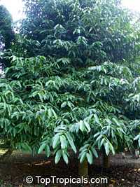Garcinia megaphylla, Garcinia macrophylla, Rheedia macrophylla, Garcinia magnifolia, Rheedia magnifolia, Bacuru Pary, Bacuripari 

Click to see full-size image