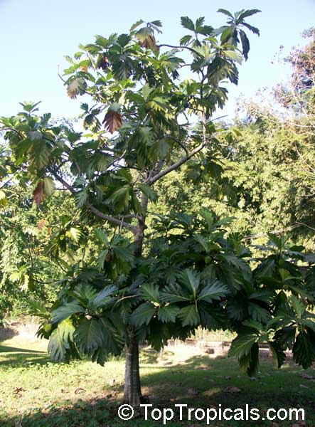 Artocarpus camansi, Seeded breadfruit, Breadnut