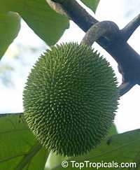 Artocarpus camansi, Seeded breadfruit, Breadnut

Click to see full-size image