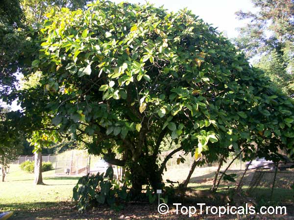 Ficus nota, Tibig