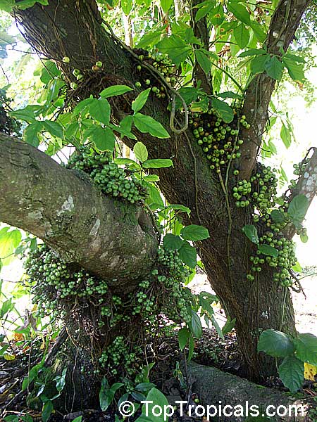 Ficus nota, Tibig