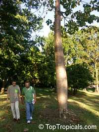 Cavanillesia platanifolia, Canoe Tree, Cuipo

Click to see full-size image