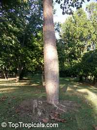 Cavanillesia platanifolia, Canoe Tree, Cuipo

Click to see full-size image