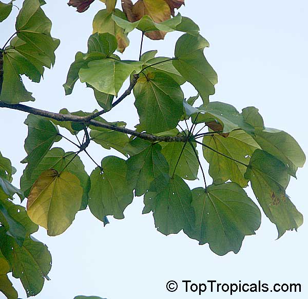 Cavanillesia platanifolia, Canoe Tree, Cuipo