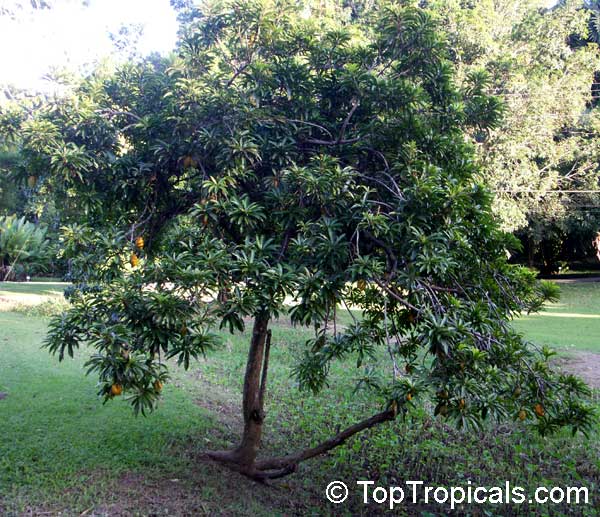 Pouteria campechiana - Canistel tree with fruit