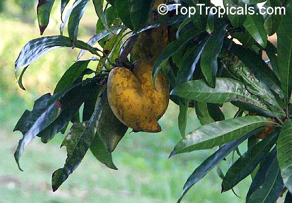 Pouteria campechiana - Canistel elongated fruit 