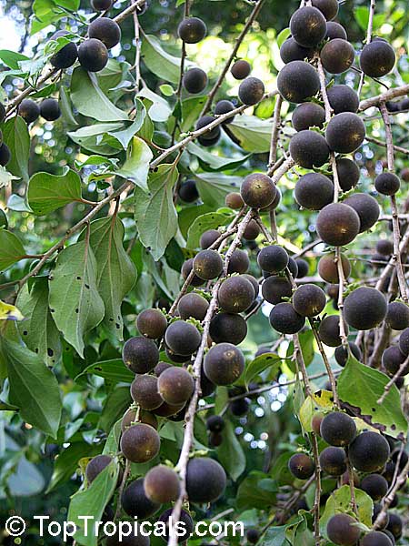 Dovyalis hebecarpa, Dovyalis abyssinica, Tropical Apricot, Ketembilla, Ceylon Gooseberry
