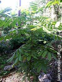 Davidsonia pruriens, Davidson's plum

Click to see full-size image