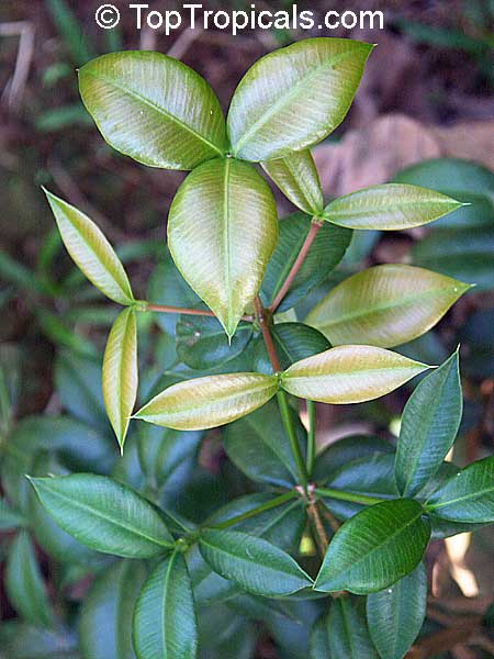 Rheedia puertoricensis, Reedia, Garcinia