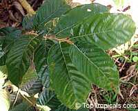 Couepia polyandra, Olosapo

Click to see full-size image