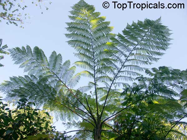 Cyathea cooperi Australian Tree Fern - leaves